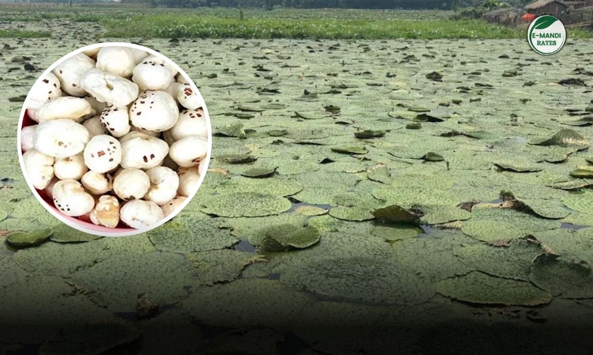 makhana cultivation in Up