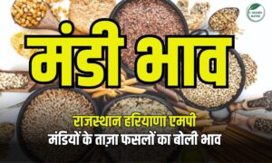 ग्वार ₹5000 के पार, नरमा, मूंग, मूंगफली, तिल, सरसों समेत सभी कृषि जिंसो के रेट- 12 दिसंबर 2025