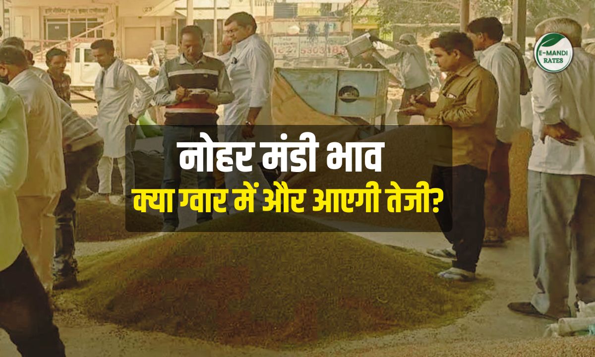 nohar mandi bhav 15 december