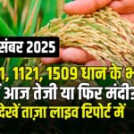 आज के ताजा धान भाव – 2 दिसंबर 2025 | 1401, 1121, 1509 पैडी किस्मों के रेट की पूरी रिपोर्ट