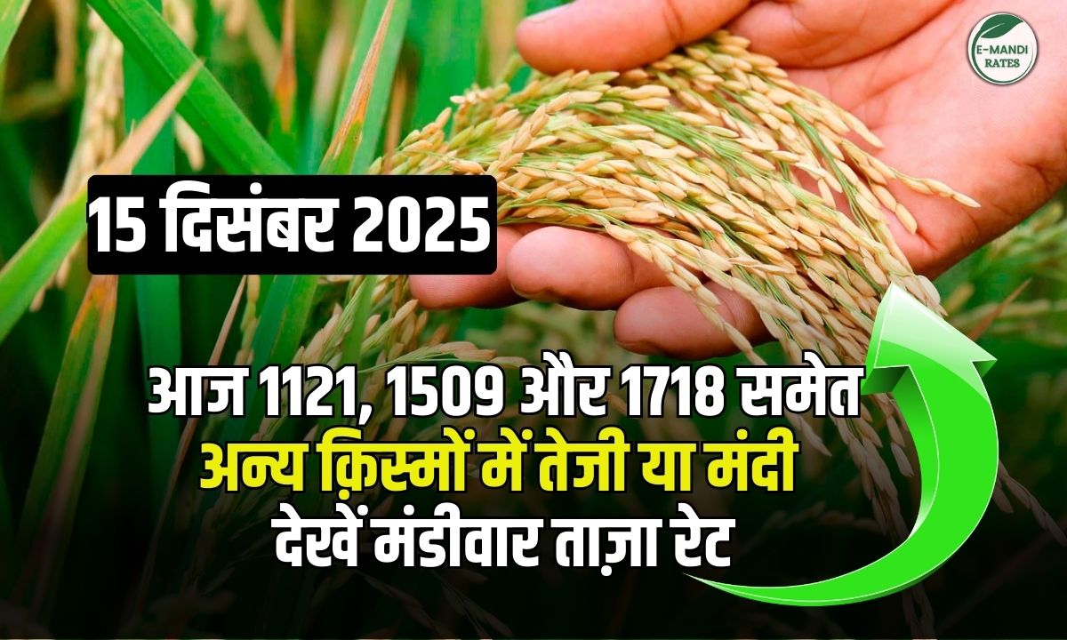 paddy price update on 15 december
