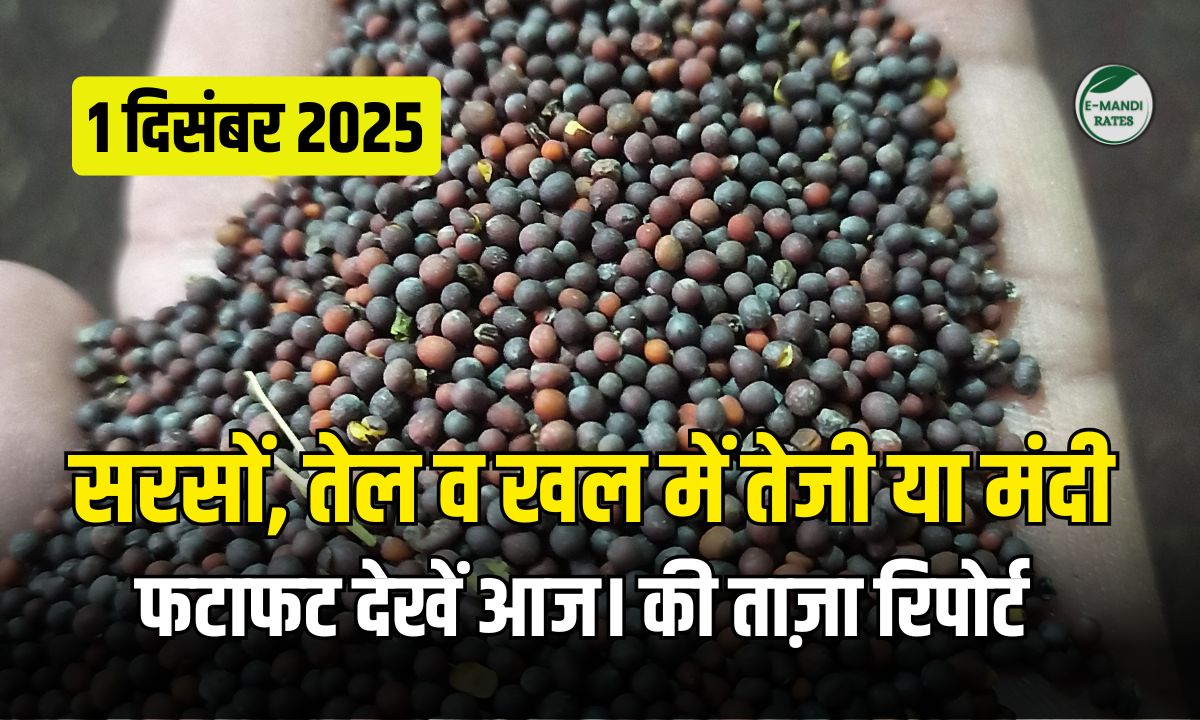 sarson bhav 1 december 2025