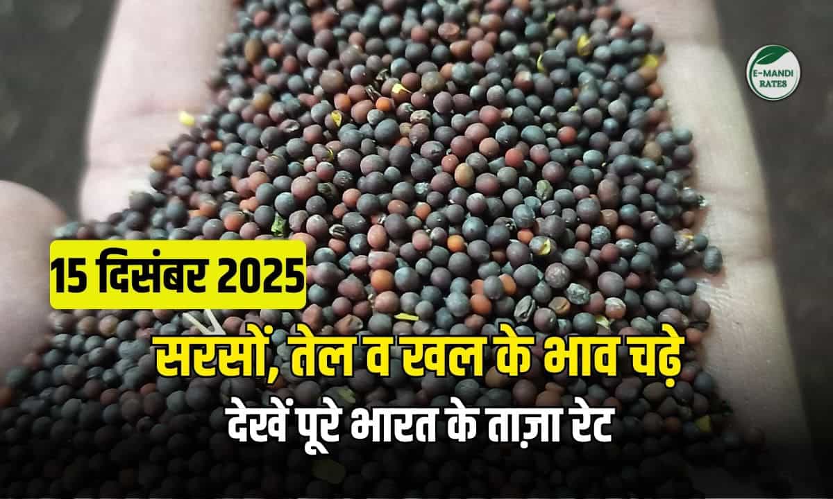 sarson bhav 15 december 2025