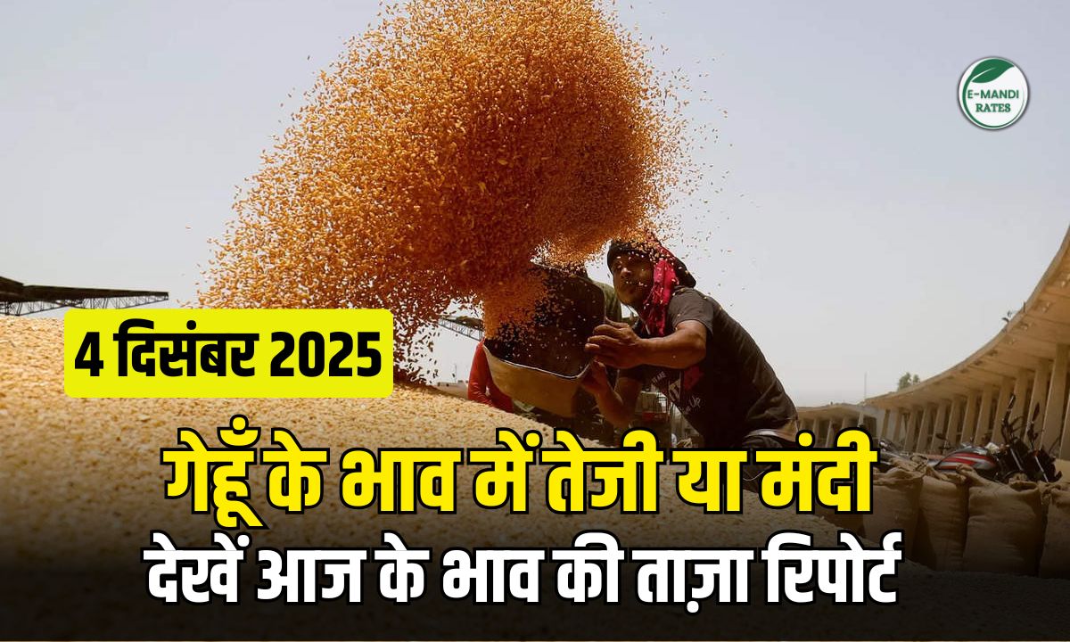 Wheat Price 4 december