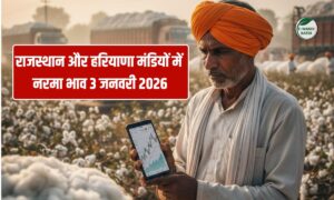 Cotton Price : अंतरराष्ट्रीय कपास बाजार में गिरावट के बीच अनूपगढ़ में नरमा 7,870 रुपये बिका