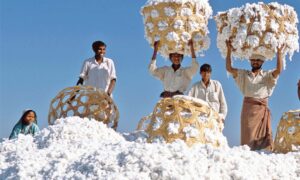 कपास आयात पर अब 11% ड्यूटी फिर से लागू , जानें किसे होगा फायदा-नुकसान