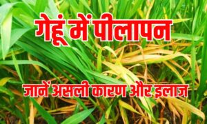 Cold Wave: गेहूं की पत्तियां पीली हो रही है ? ये है असली कारण और इलाज, जानें एक्सपर्ट सलाह