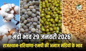 मंडी भाव 29 जनवरी 2026: नरमा, ग्वार, चना, सरसों इत्यादि फसलों में आज तेजी या मंदी? जाने