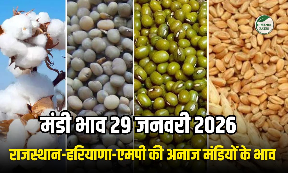 Mandi Bhav 29 January 2026