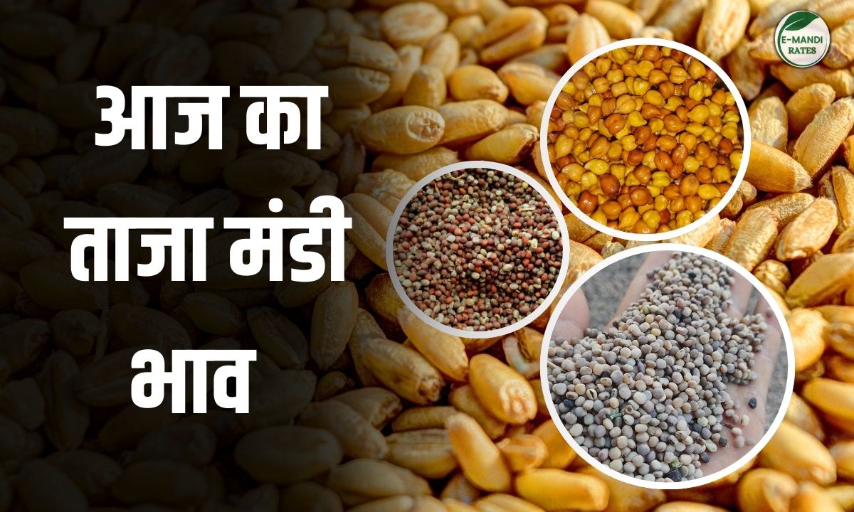 Mandi Bhav 3 January 2026
