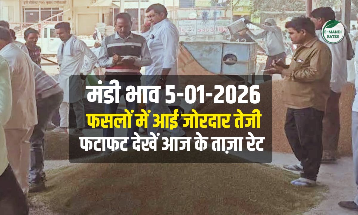 Mandi Bhav 5 January