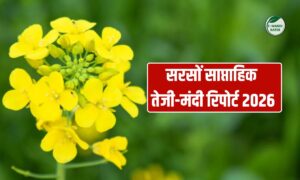 Mustard Price Update: नए साल पर सरसों भाव  स्थिर, तेल और खल में नरमी बरकरार, देखें साप्ताहिक तेजी-मंदी रिपोर्ट