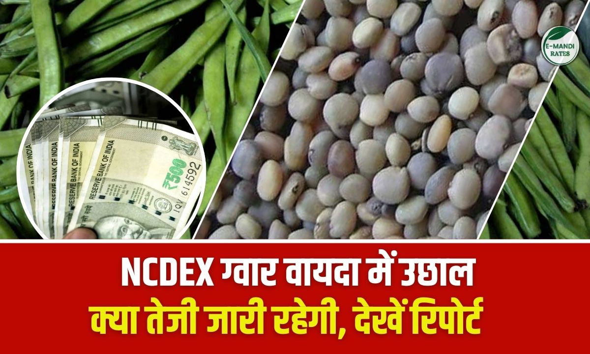NCDEX Guar Vayda Bhav today