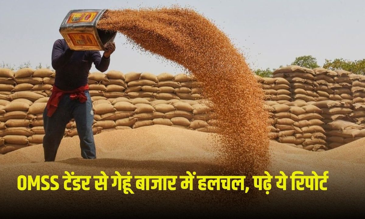 OMSS Wheat Market Update