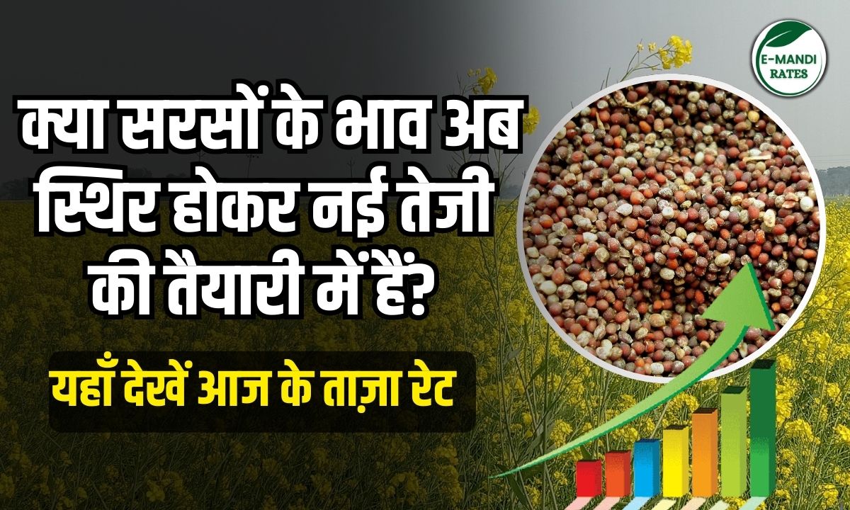 Sarson ke bhav 10 January 2026