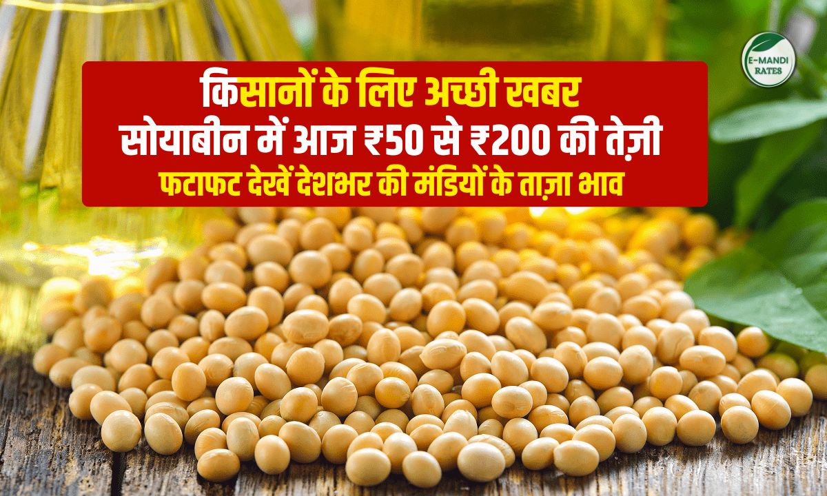 Soybean Bhav