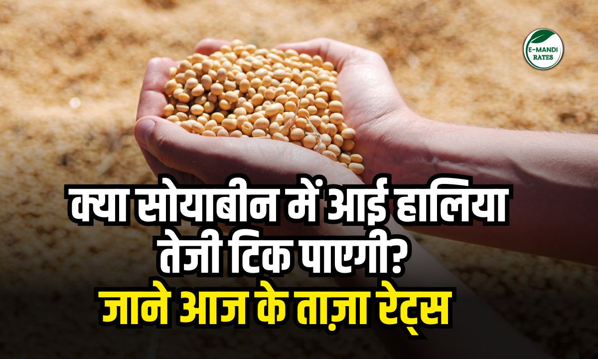 Soybean Ka Bhav 10 January 2026