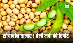 सोयाबीन बाज़ार तेजी की और ! कीर्ति प्लांट पर भाव ₹5400, लेकिन अंतरराष्ट्रीय बाज़ार में गिरावट का खतरा…पूरी रिपोर्ट पढ़ें