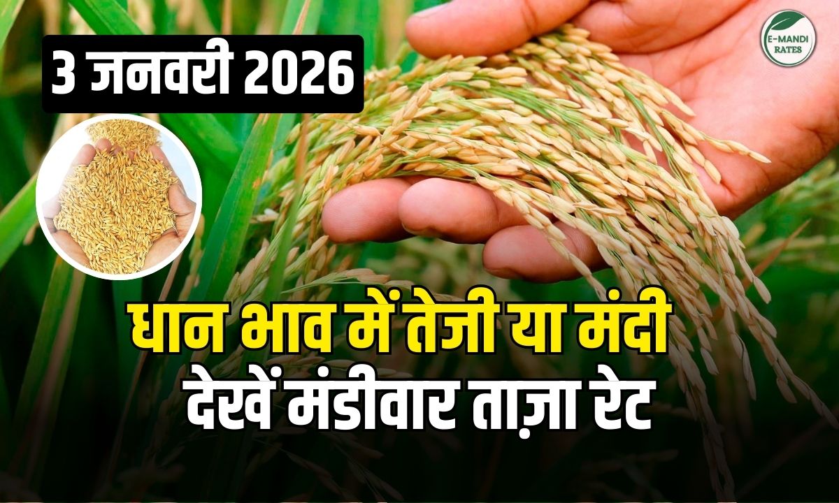 dhan ka bhav 3 january 2026