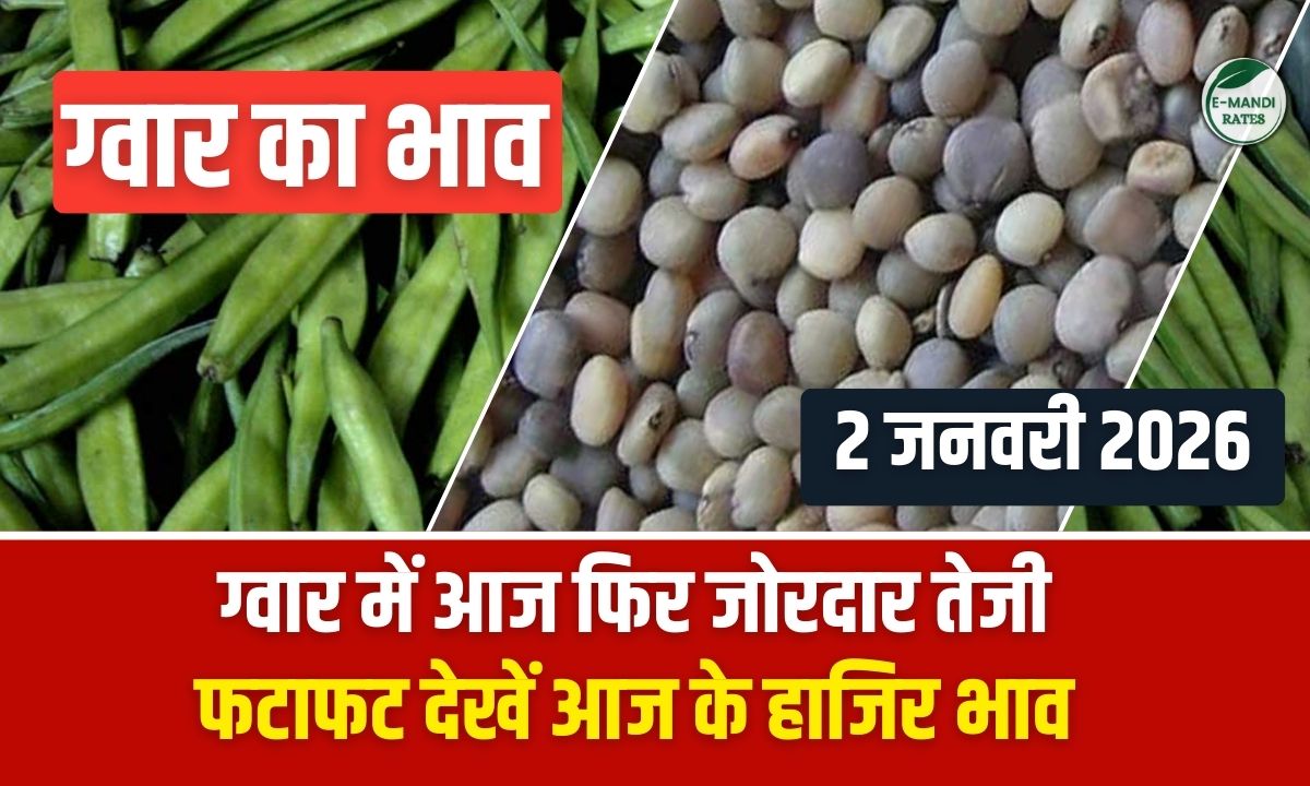 guar ka bhav 2 january 2026