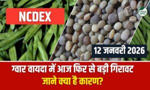 ग्वार वायदा में भूचाल: NCDEX पर 172 अंक तक गिरावट, किसानों की चिंता बढ़ी
