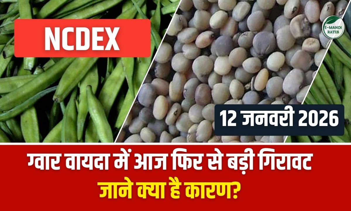 guar ncdex vayda bhav 12 january 2026