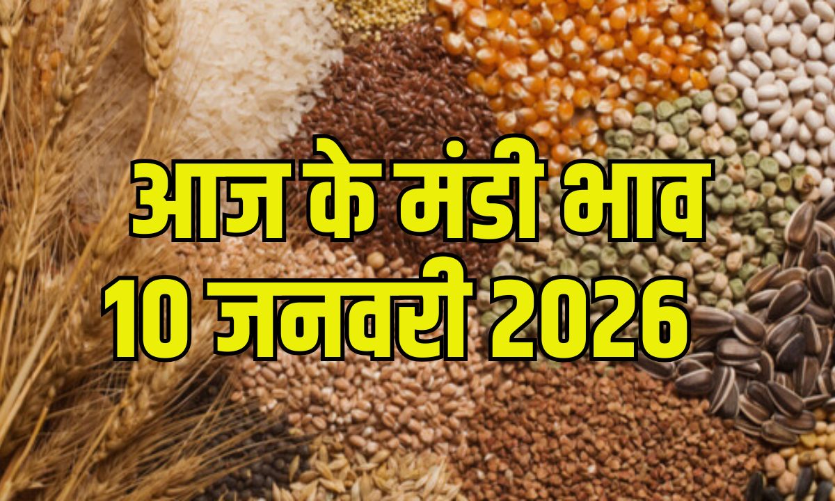 mandi bhav 10 january 2026