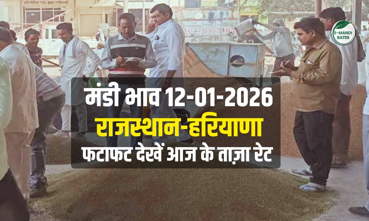 mandi bhav 12 january 2026