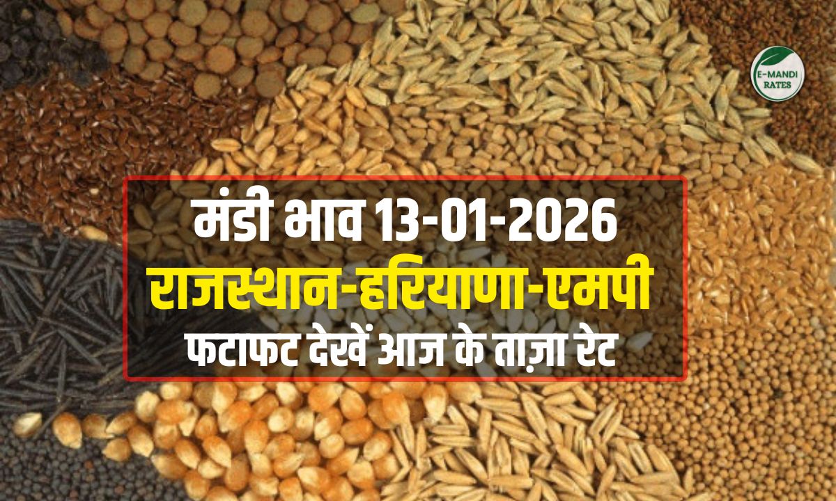 mandi bhav today 13 january 2026