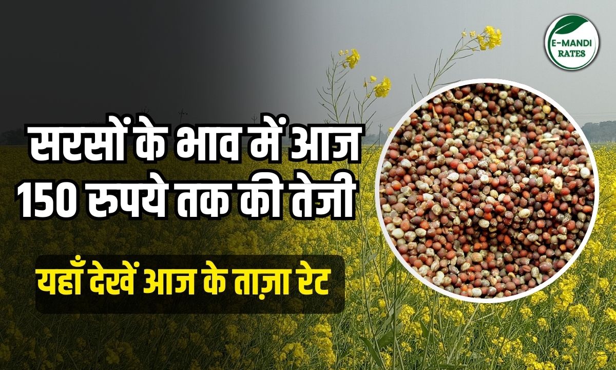 sarson bhav 28 january 2026