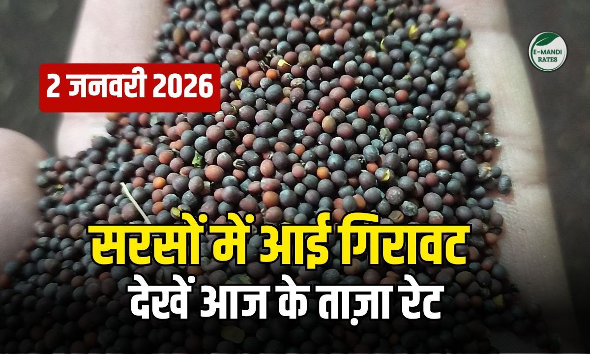 sarson ka bhav 2 january 2026