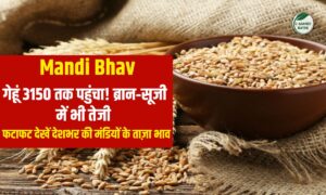 Wheat Price: गेहूं 3150 तक पहुंचा! ब्रान‑सूजी में भी तेजी, फटाफट देखें ताजा रेट