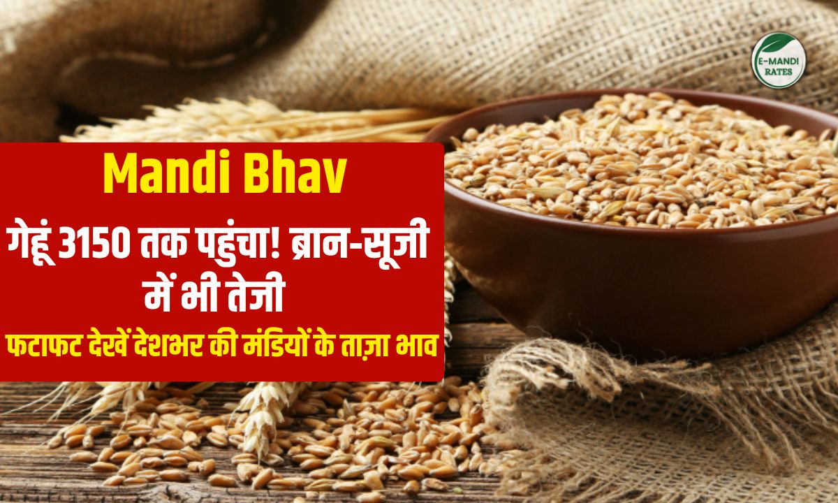 wheat price update 29 january 2026