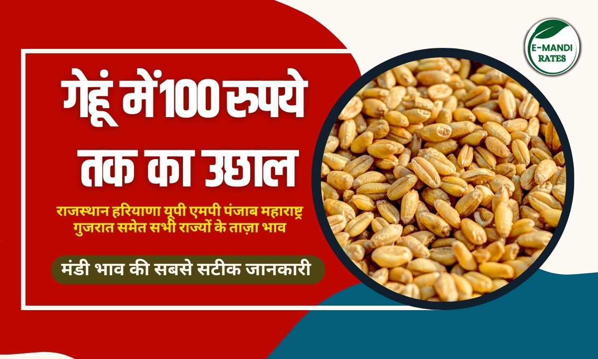 wheat price 2 january 2026