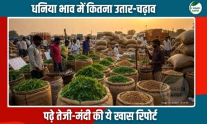 धनिया भाव रिपोर्ट: मंडियों में नई फसल की आवक के बीच बाजार स्थिर, जानें क्या है आगे का अनुमान