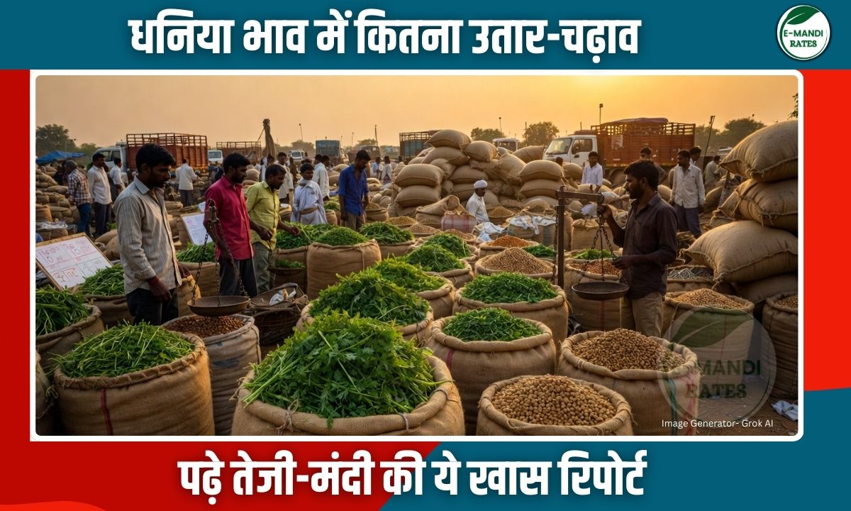 Coriander market price