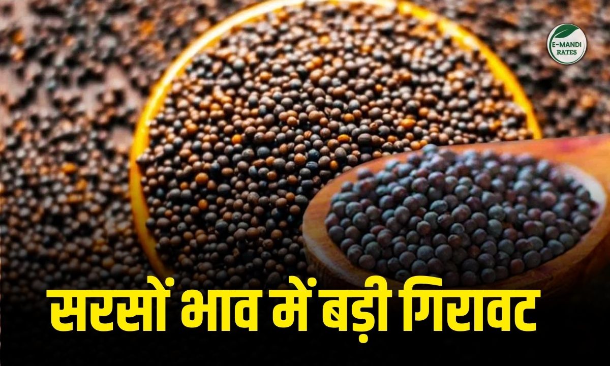 Mustard prices fall sharply
