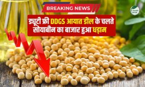 सोयाबीन किसानों के लिए चिंता! प्लांट भाव फिसले, मंडियों में 200 रुपये से ज़्यादा की गिरावट, जाने कारण