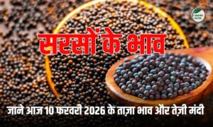 सरसों भाव में बड़ा उलटफेर: जयपुर मंडी टॉप पर ₹7150, देखें तेल-खल बाजार का हाल