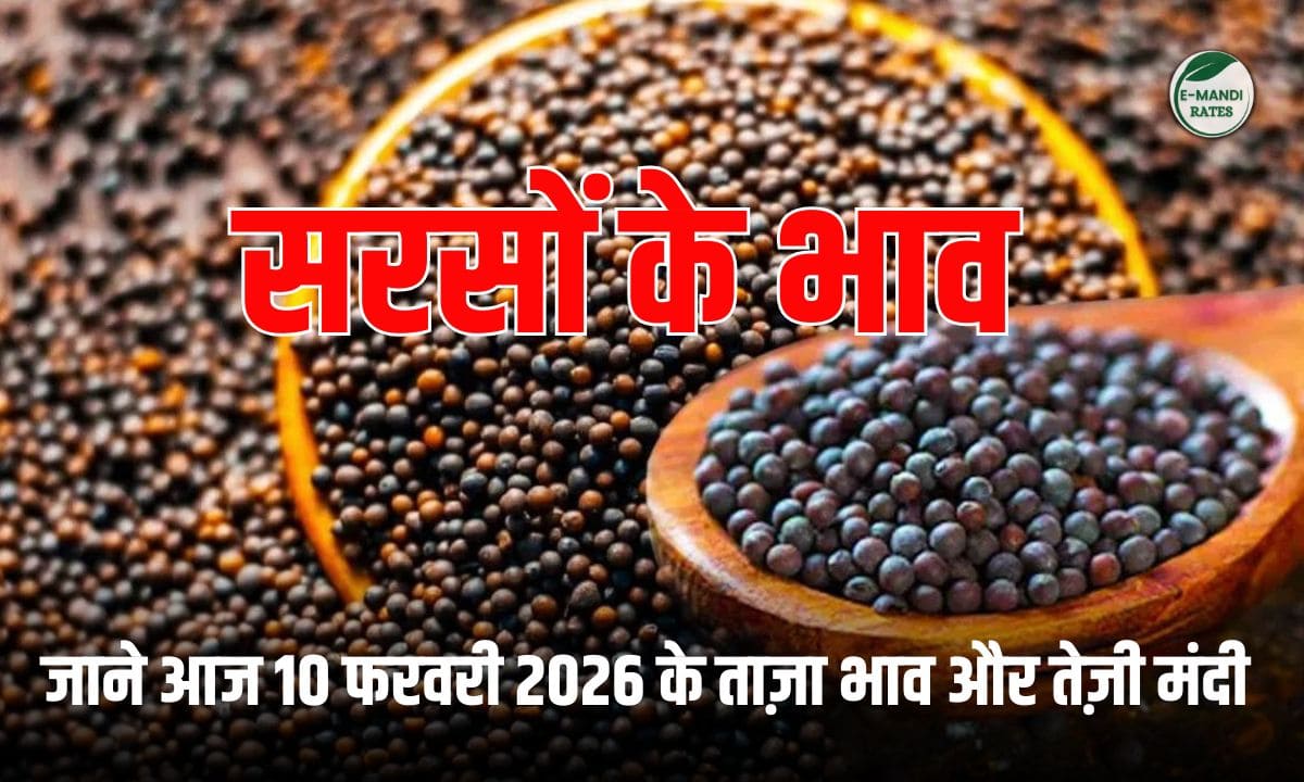 सरसों मंडी भाव 10 फ़रवरी 2026