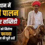 राजस्थान में बकरी पालन पर बंपर सब्सिडी, किसानों को मिलेगा सीधा फायदा, जानें योजना की पूरी शर्तें