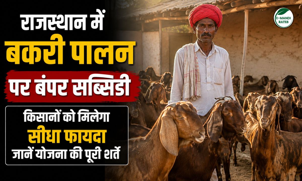 Bumper subsidy on goat rearing in Rajasthan