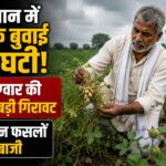 राजस्थान में खरीफ बुवाई 3% घटी! कपास-ग्वार की खेती में बड़ी गिरावट, जानें किन फसलों ने मारी बाजी