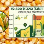 मक्का के भाव में उछाल जारी, ₹2,700 तक पहुंचा रेट, देखें ये ताज़ा तेजी मंदी की रिपोर्ट