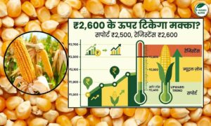 मक्का के भाव में उछाल जारी, ₹2,700 तक पहुंचा रेट, देखें ये ताज़ा तेजी मंदी की रिपोर्ट
