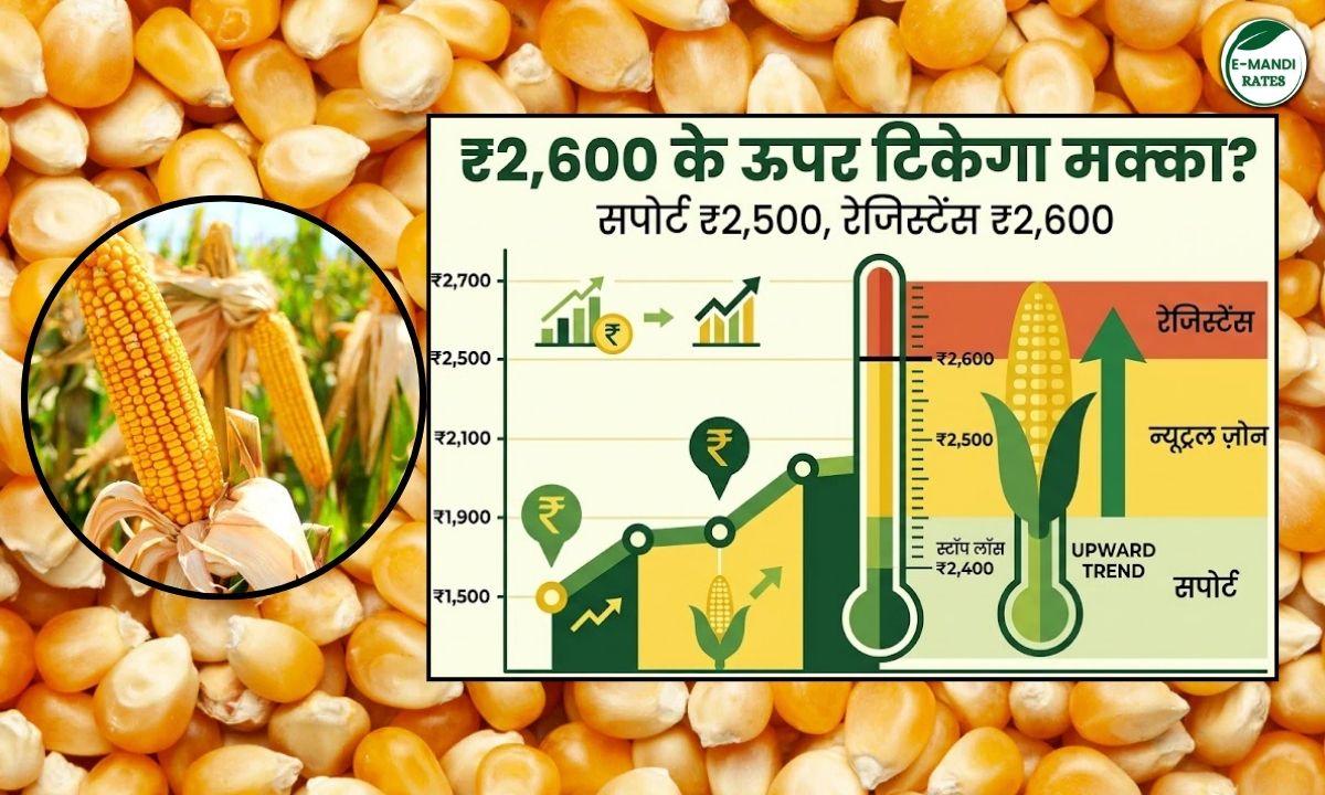 Maize prices continue to surge.