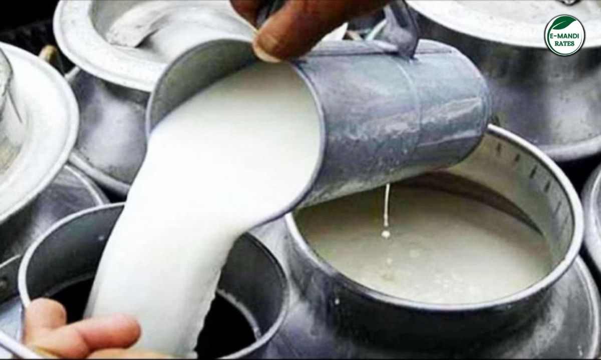 Milk Price Hike 2026