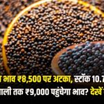 सरसों का भाव ₹8500 पर अटका, स्टॉक 10.75% घटा, आगे कैसी रहेगी चाल? देखें तेजी मंदी रिपोर्ट