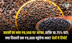 सरसों का भाव ₹8500 पर अटका, स्टॉक 10.75% घटा, आगे कैसी रहेगी चाल? देखें तेजी मंदी रिपोर्ट