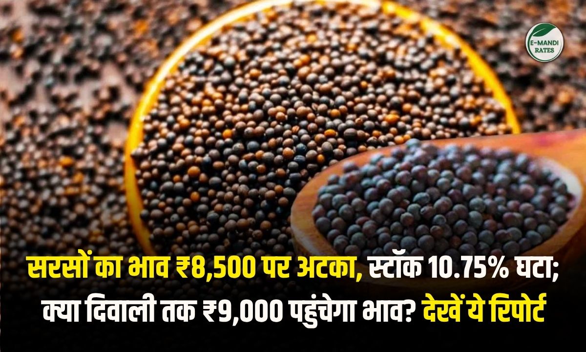 Mustard Price teji mandi report 22 august 2026